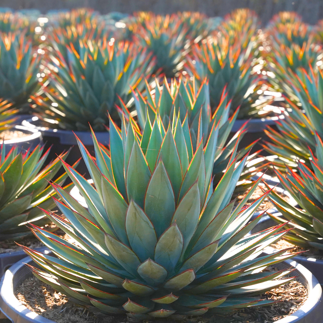 Blue Glow Agave